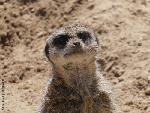 Meerkat