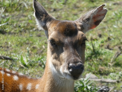 Sika deer
