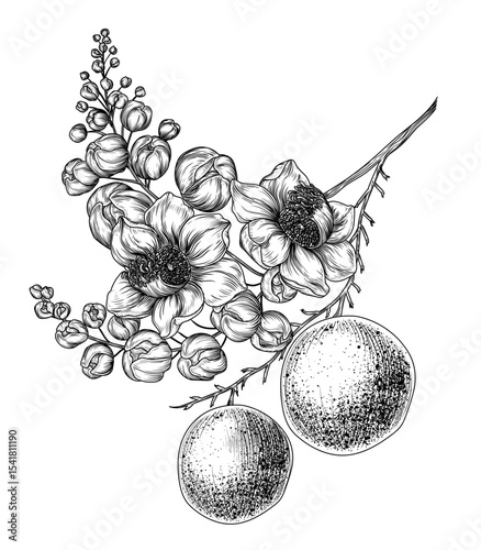 Vector illustration of a branch of blooming Brazil nut in engraving style. Nut graphic tree. Decoration lineart of a healthy snack	