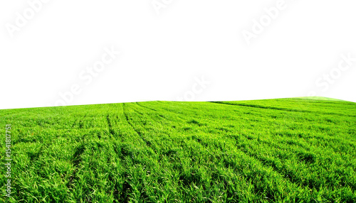 Lush bright green field of freshly grown cereal crops stretching across a gentle hill transparent background