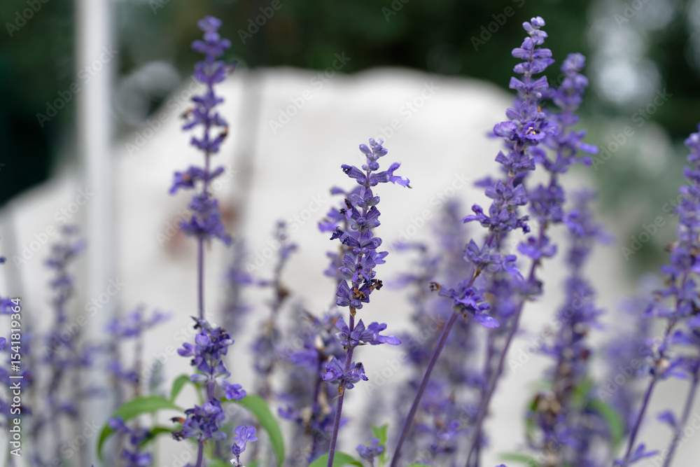 Fototapeta premium lavender flowers in the garden