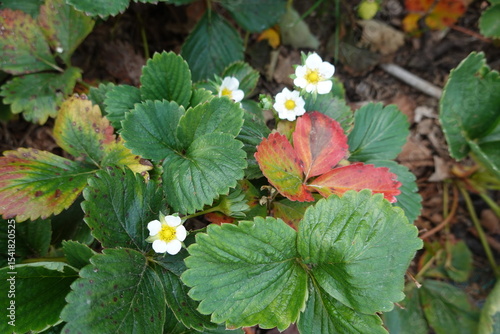 Strawberry plant blooming with small white flowers in garden