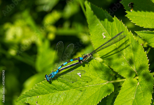 blue dragonflies in the mating season on a green leaf. close-up. blurred background with highlights and 
 bokeh. natural light.