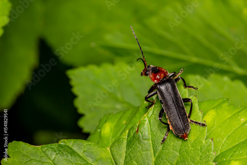 a soft-bodied beetle on a green leaf. a close-up with a place for a text, product, or object. blurred dark background. photo