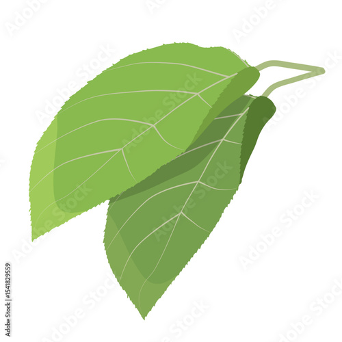Two green leaves of apple tree on white background. Vector illustration for children's activity book, worksheet, print.