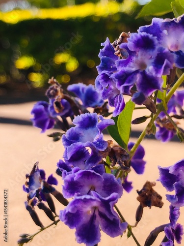 purple iris flowers