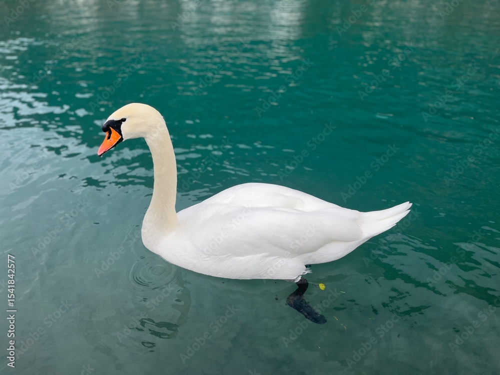 Obraz premium Swan on Lake