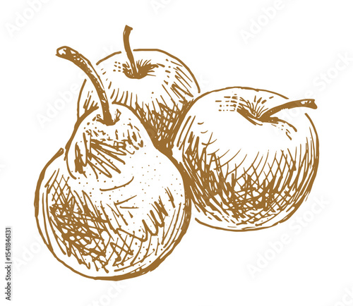 Sketches of three ripe apples and pear, fresh fruits, vector outline hand drawn illustration isolated on white