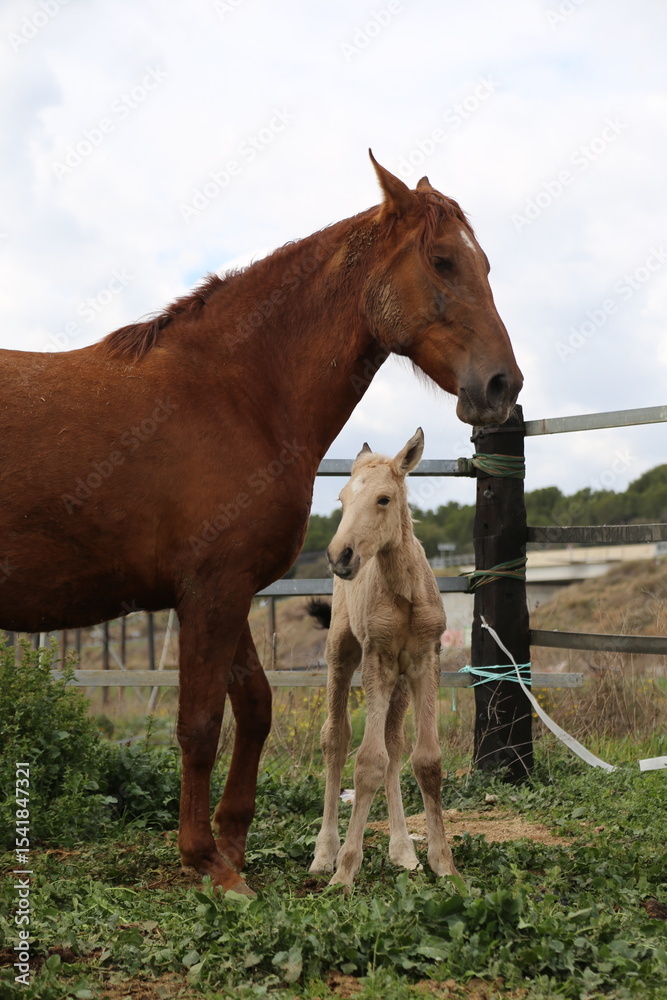 Fototapeta premium Caballo. Potro Recién Nacido en Establo. Yegua amamantando Potrillo.