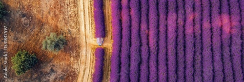 Drone view of a lavender field in full bloom under the golden hour light