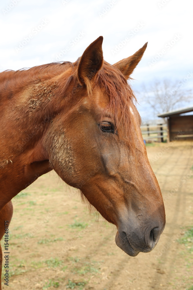 Naklejka premium Caballo. Potro Recién Nacido en Establo. Yegua amamantando Potrillo.