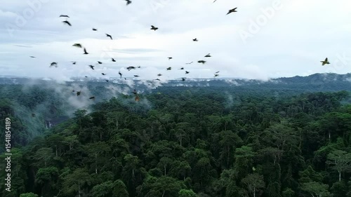 Dense tropical rainforest aerial view on a hazy day with birds