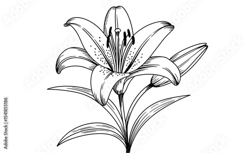Elegant Black and White Line Drawing of a Lily Flower