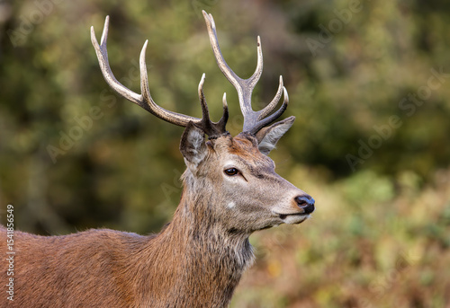 A majestic stag in Richmond Park, London. This photo captures the beauty of wildlife in its natural habitat. Perfect for nature and travel-related projects.