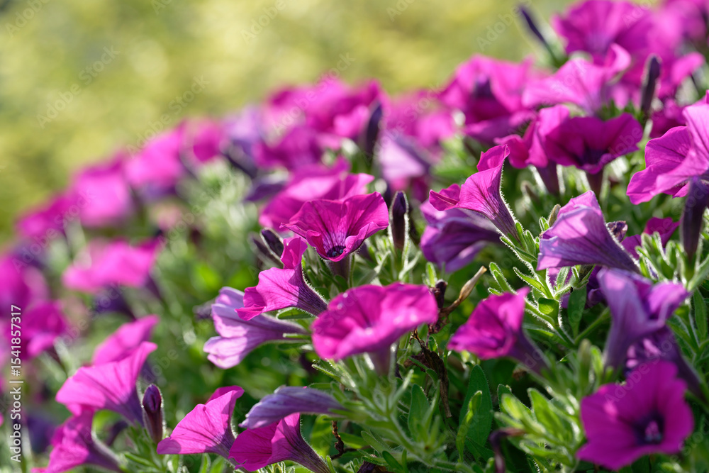Close up of Purple petunia (Sweetunia, Lilac, Intrinsa, Potunia) Close up of Purple petunia (Sweetunia, Lilac, Intrinsa, Potunia)