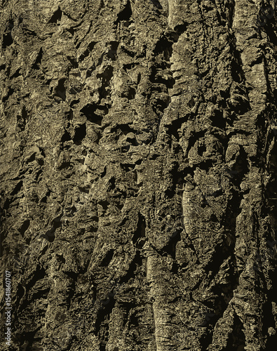 Vector illustration of bark of Amur velvet, Amur cork tree, Phellodendron amurense. Cork tree bark texture. Old Tree bark texture. 
