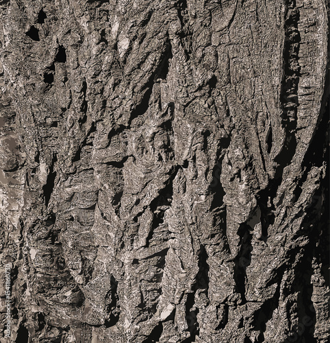 Vector illustration of bark of Amur velvet, Amur cork tree, Phellodendron amurense. Cork tree bark texture. Old Tree bark texture. 
