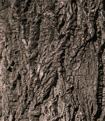 Vector illustration of bark of Amur velvet, Amur cork tree, Phellodendron amurense. Cork tree bark texture. Old Tree bark texture. 
