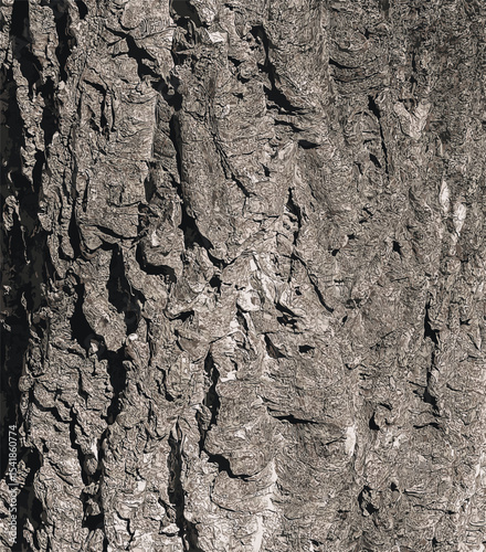 Vector illustration of bark of Amur velvet, Amur cork tree, Phellodendron amurense. Cork tree bark texture. Old Tree bark texture. 
