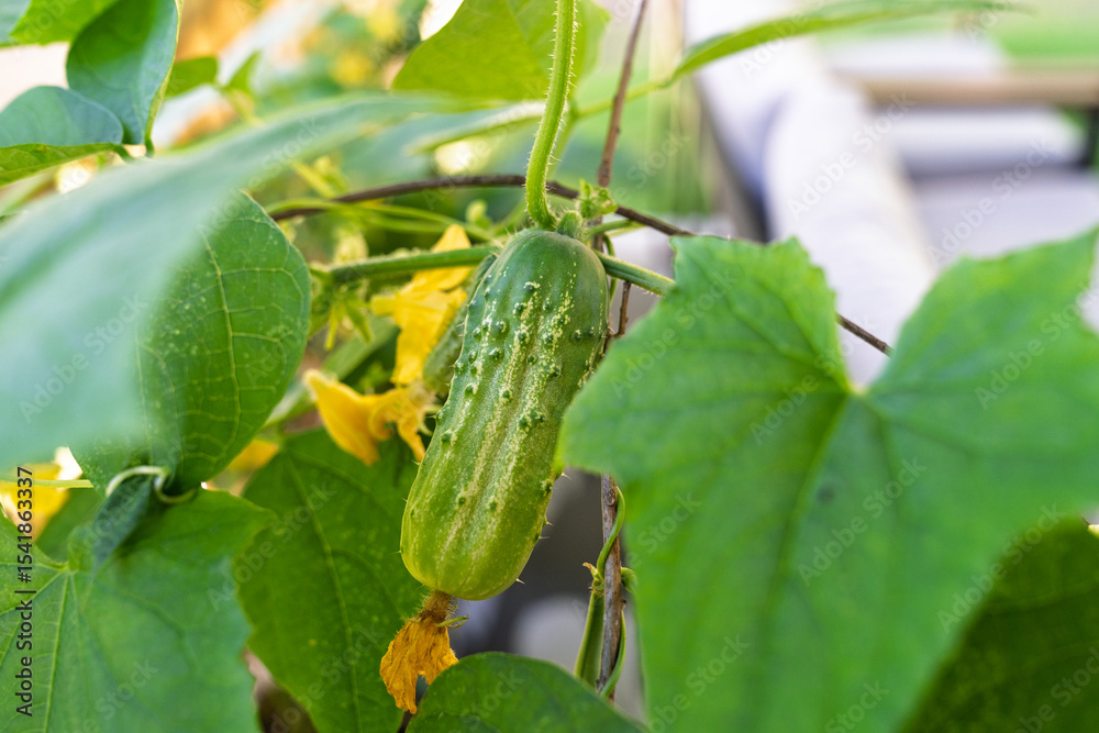 Obraz premium A young green cucumber growing on the vine — a fresh sign of a thriving home garden