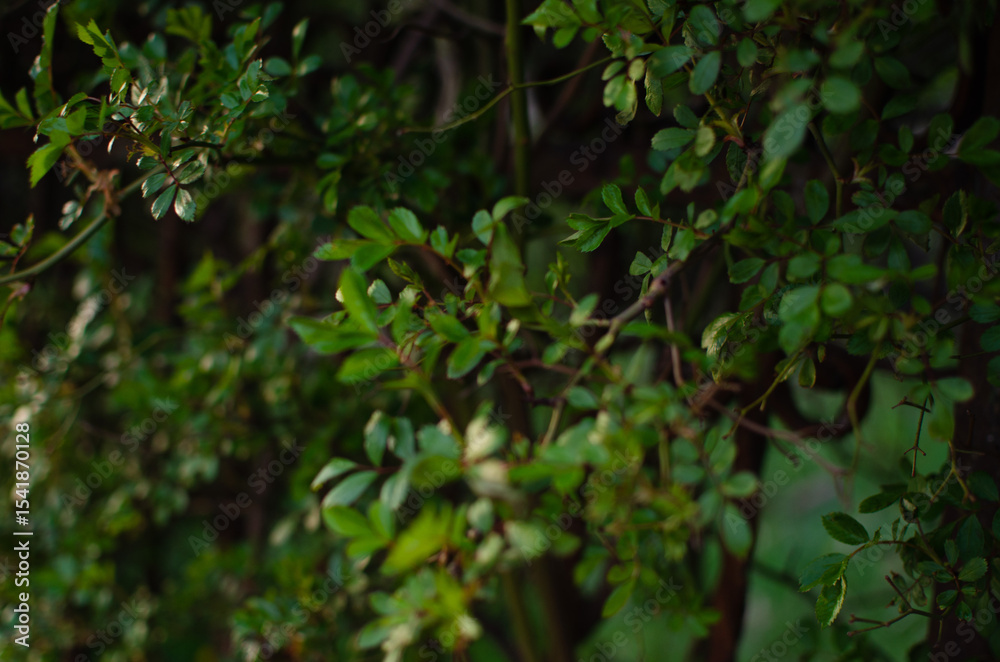 Obraz premium green leaves in the rain