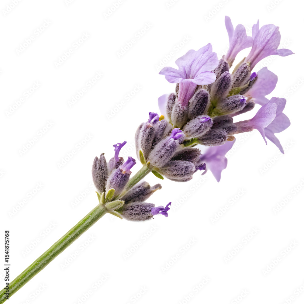 Naklejka premium Aromatic Lavender Flower on a Stem Isolated on Transparent Background
