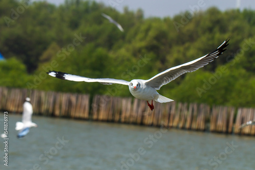 Seagull flying in the background of trees.Flying seagull