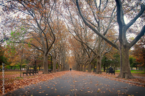 locust trees in autumn in flushing meadows corona park in queens nyc photo