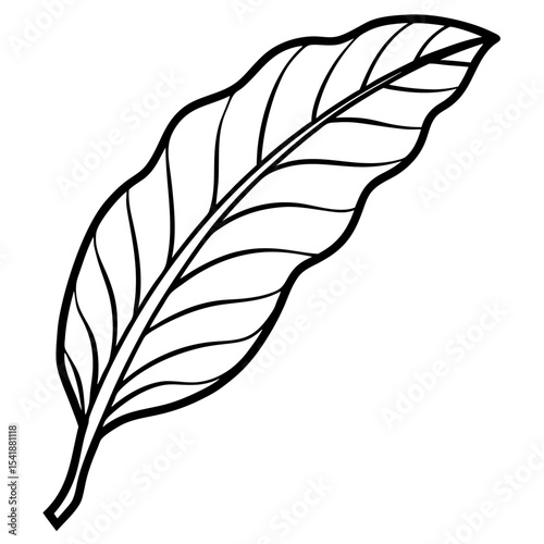 feather on white background