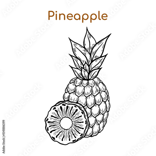 pineapple line drawing. Vintage pineapple whole, slices, pineapple with leaves, pineapple circle for juice label. Vector black ink outline food sketch illustration with juicy slice and peel of fruit
