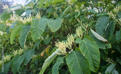 Sakhalin knotweed (ReynuРіtia sachalinensis) thickets of shrubs. Russian Far East. Sakhalin Island. September. Species is widely naturalized in North America and Europe as an ornamental plant.