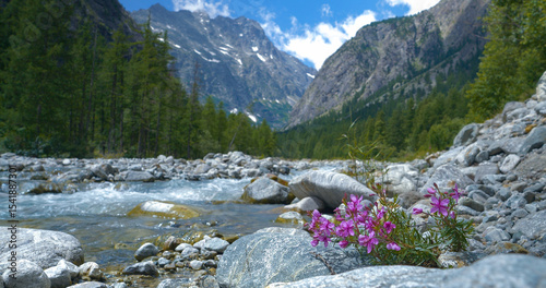 DOF: Delicate pink wildflowers bloom on a rocky riverbank along a bustling mountain river, surrounded by lush green forests and towering alpine peaks of scenic French Alps covered in patches of snow.