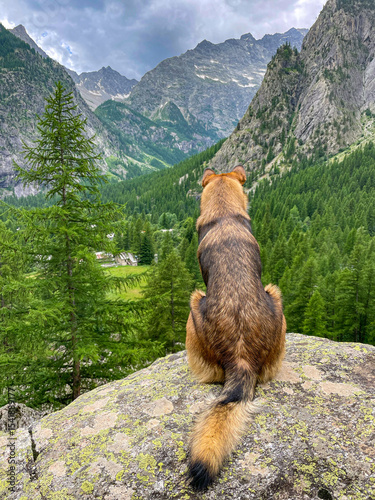 CLOSE UP: Mixed breed dog sits calmly on a rocky outcrop, gazing out over a breathtaking alpine valley covered with lush green forests. Majestic beauty of the mountain landscape in the French Alps.