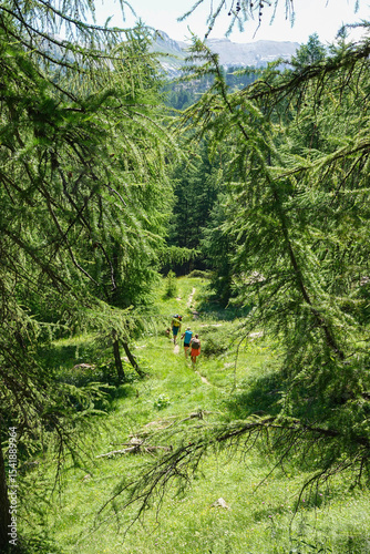 Three hikers walk along winding grassy path that leads through green alpine forest on sunny summer day. Lush canopies of conifers frame the view, gently revealing high mountains rising in background.