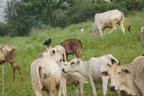 A herd of cows: social, grazing bovines providing milk and beef, forming protective herds, driven in droves for farming