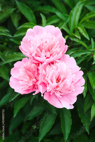 Big large beautiful fresh spring colorful fragrant tender with many petals opened spherical lush pink and white bud on a bush of peony flowers growing in the garden in the park in the hot warm summer.