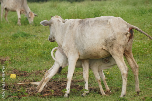 A herd of cows: social, grazing bovines providing milk and beef, forming protective herds, driven in droves for farming