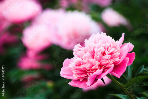 Big large beautiful fresh spring colorful fragrant tender with many petals opened spherical lush pink and white bud on a bush of peony flowers growing in the garden in the park in the hot warm summer.