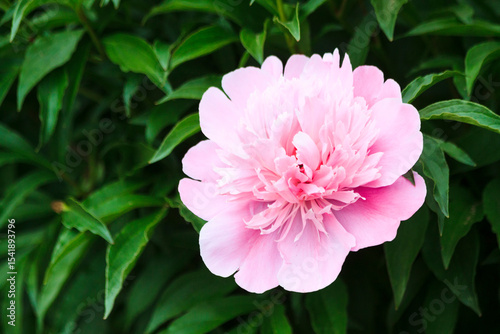 Big large beautiful fresh spring colorful fragrant tender with many petals opened spherical lush pink and white bud on a bush of peony flowers growing in the garden in the park in the hot warm summer.