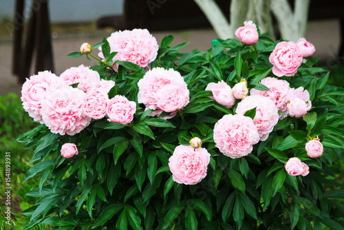 Big large beautiful fresh spring colorful fragrant tender with many petals opened spherical lush pink and white bud on a bush of peony flowers growing in the garden in the park in the hot warm summer.