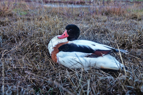 The appearance and incorrect movements of shelduck (Tadorna tadorna) sick with avian flu. Accurate registration of avian influenza patients on Lake Sivash in Crimea in 2022 and 2022
