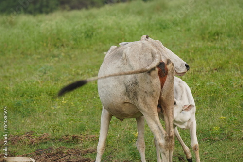 A loving cow tenderly nurtures and feeds her calf with milk, showcasing maternal care, warmth, and natural bonding in farming life.