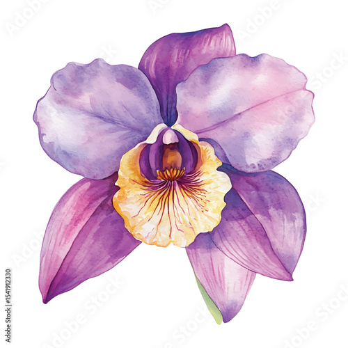 Watercolor orchid flower illustration in purple and yellow on transparent background