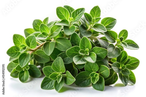Fresh green oregano sprigs isolated on white background culinary herb