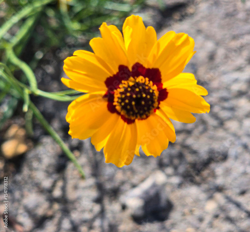 Bright Yellow Coreopsis Flower Bloom in a Natural Outdoor Setting