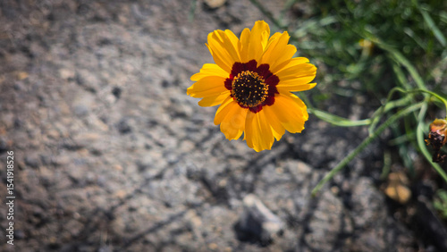 Bright Yellow Coreopsis Flower Bloom in a Natural Outdoor Setting