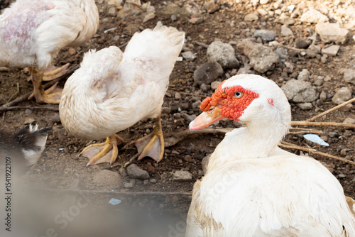 Flock of ducks on the rural farm. Poultry and subsistence farming concept. Detail of a duck head. Close up of Ducks feed on traditional rural barnyard. Free range poultry farming concept.