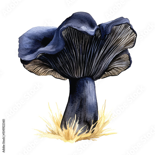 Watercolor indigo milk cap mushroom isolated illustration on transparent background