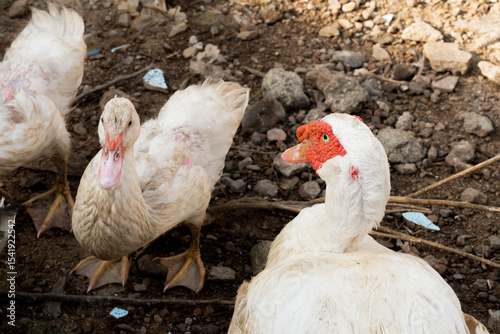 Flock of ducks on the rural farm. Poultry and subsistence farming concept. Detail of a duck head. Close up of Ducks feed on traditional rural barnyard. Free range poultry farming concept.