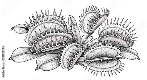 Venus Flytrap Carnivorous Plant Engraving Style Line Art